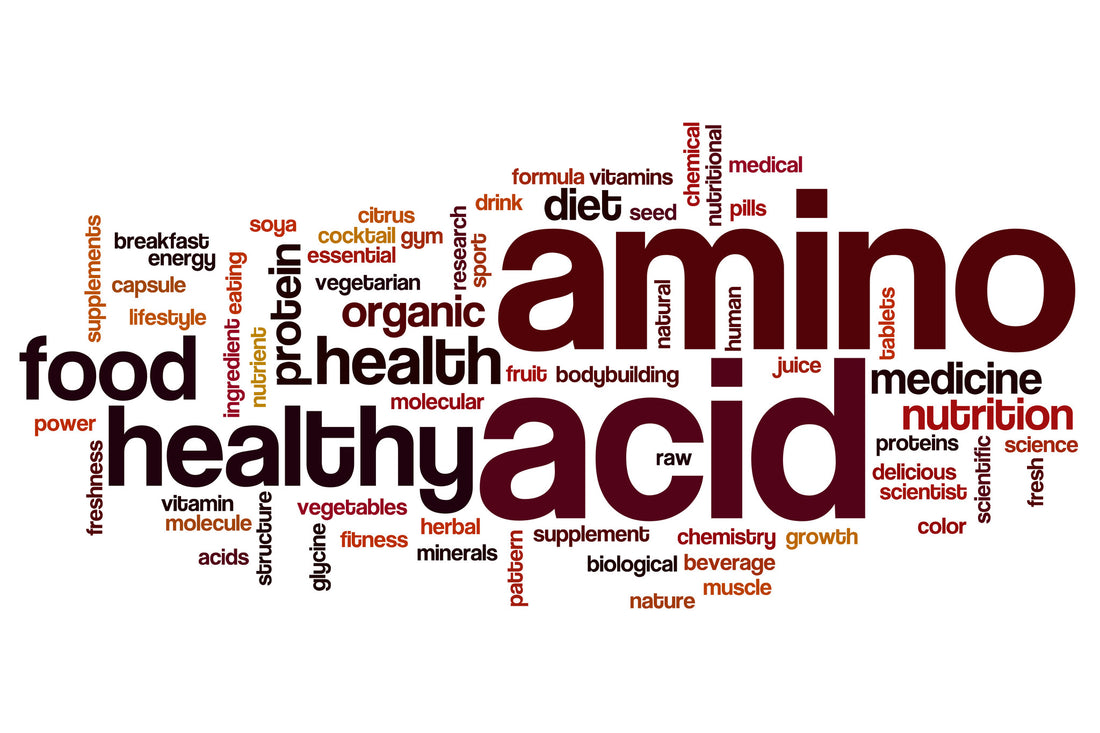 Amino acids for muscle building - Gelpro Australia