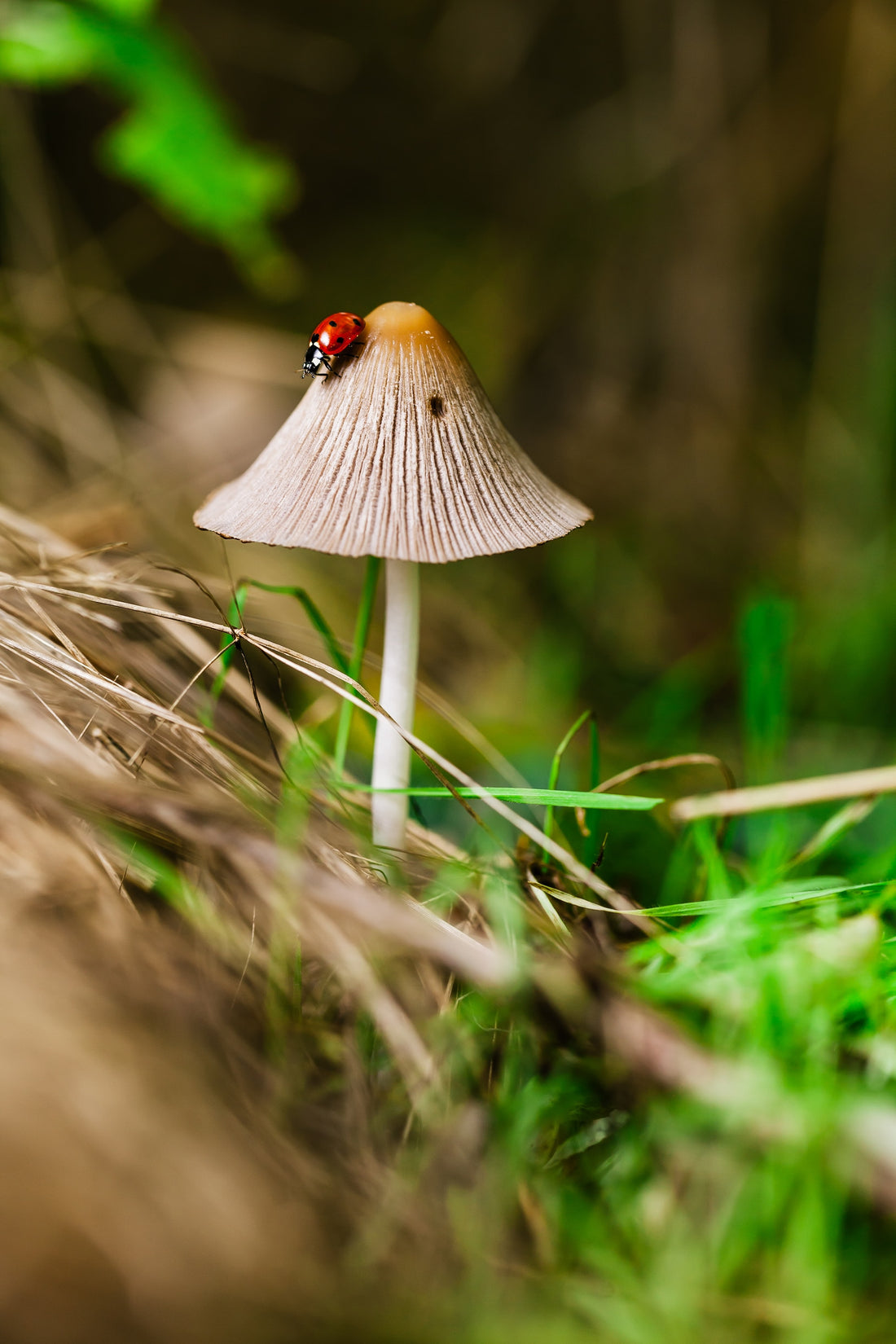 7 Ways Mushroom Supplements Can Improve Your Health - Gelpro Australia